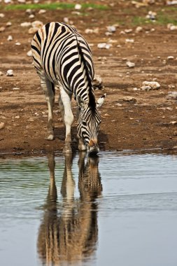 Burchells zebra clipart