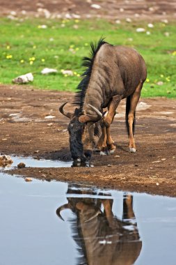 Mavi wildebeest