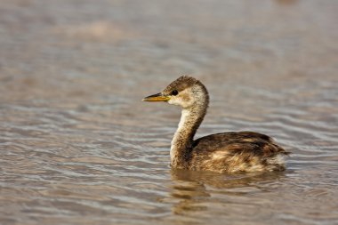 Little Grebe clipart