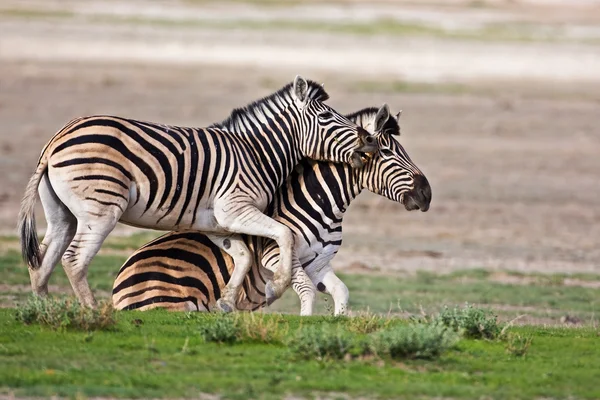 Zebras lutando — Fotografia de Stock
