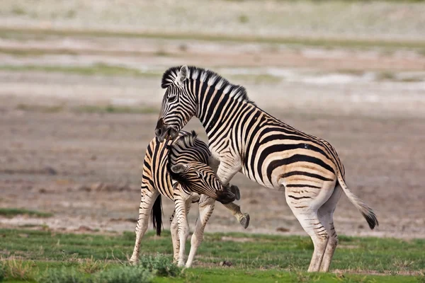 Zebras kämpfen — Stockfoto