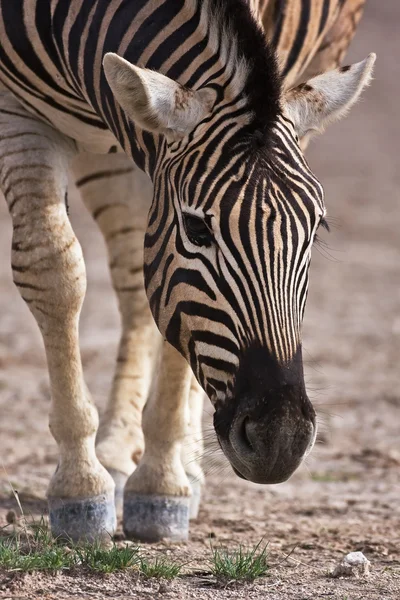 Burchells zebra — Stock Photo, Image
