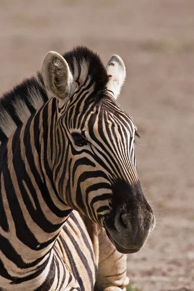 Burchells Zebra — Stock Fotó