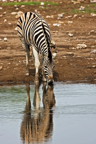 Burchells Zebra — Zdjęcie stockowe