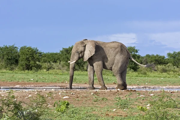 Слон Африканський — стокове фото