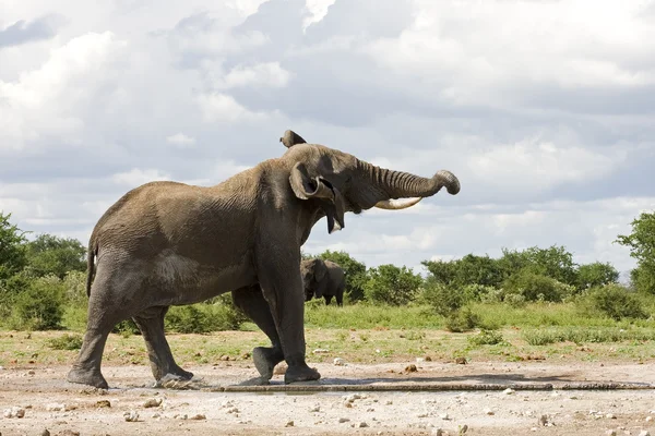 Afrikaanse olifant — Stockfoto