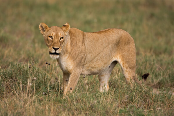 Female lion