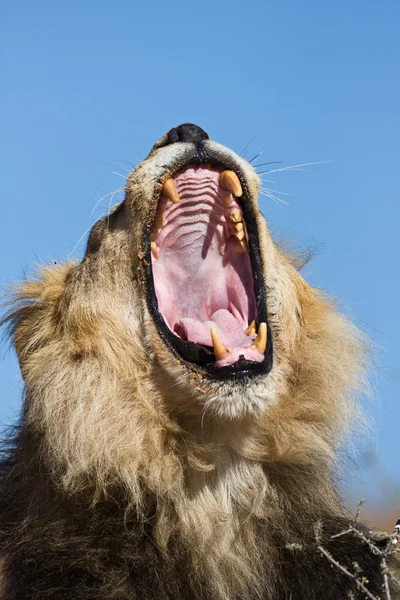 Porträtt av gäspande manligt lejon — Stockfoto