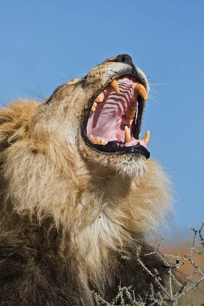 Retrato del león macho bostezo — Foto de Stock