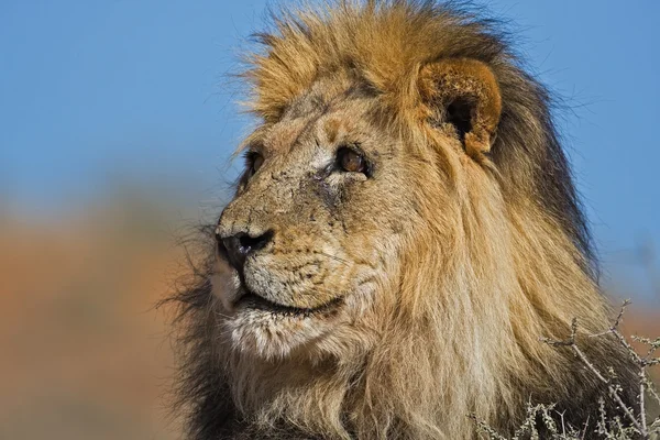 Porträt eines männlichen Löwen — Stockfoto