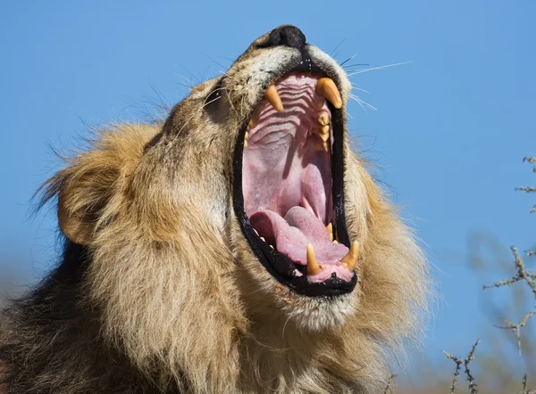 Retrato de leão macho bocejando — Fotografia de Stock