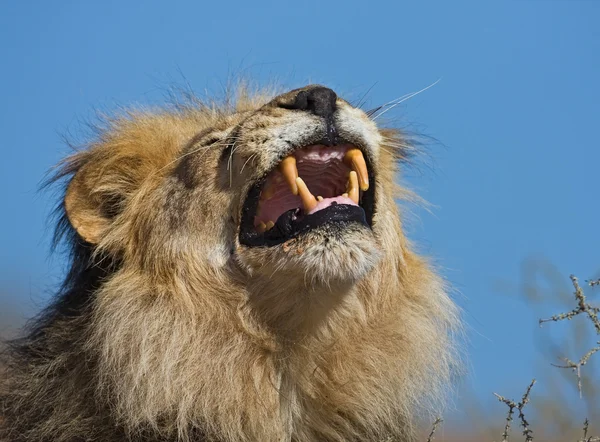 Portrait of male lion — Stock Photo, Image