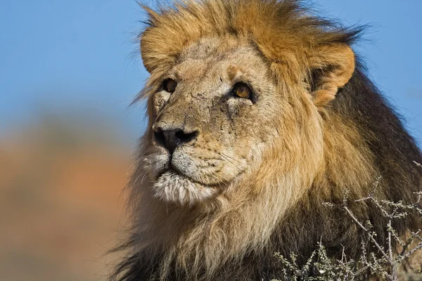 雄のライオンの肖像画 — ストック写真