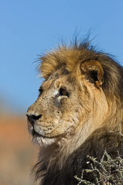 Portrait de lion mâle — Photo