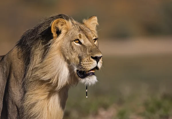Joven león macho —  Fotos de Stock