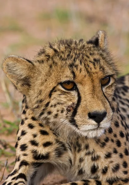 Gepard — Stock fotografie