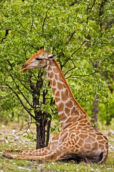Girafa Imagens Royalty-Free