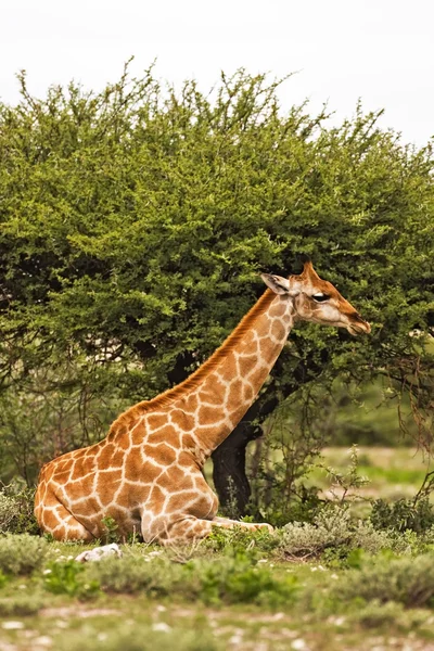 Giraffa Foto Stock Royalty Free