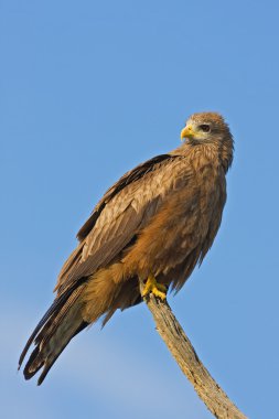 Yellow-billed kite clipart