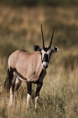 Oryx gazella