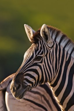 Burchell zebra portre