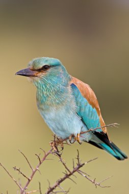 European roller clipart