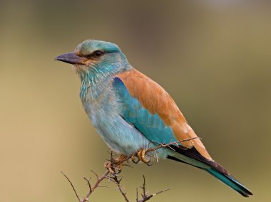 European roller clipart