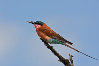 Carmine bee-eater