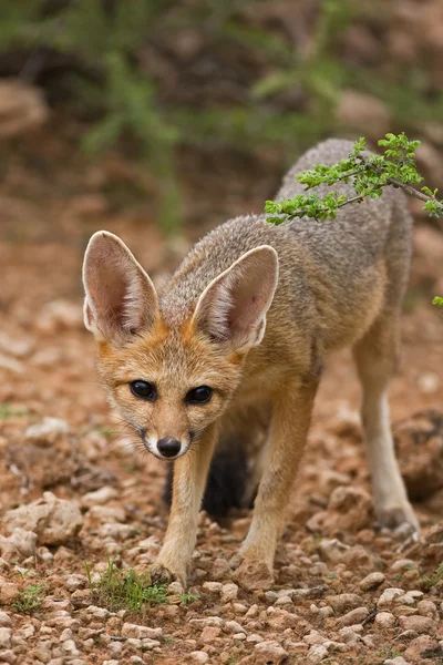 Cape Fox — Stockfoto