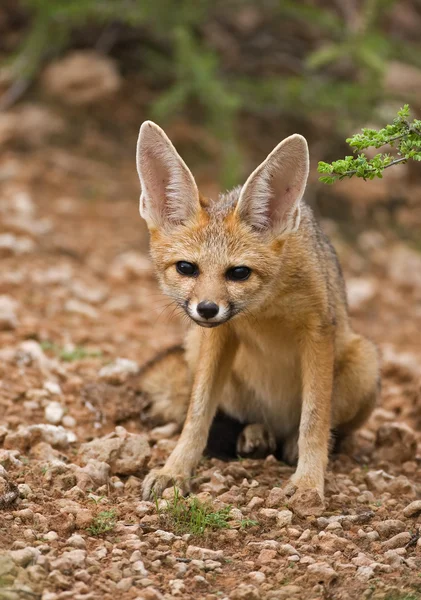 Cape fox — Stock Photo, Image