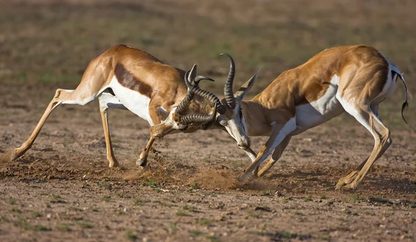 Zwei Springbockkämpfe — Stockfoto