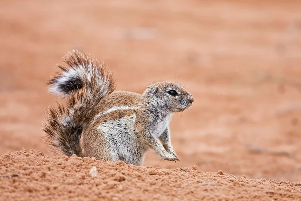 Ground squirrel