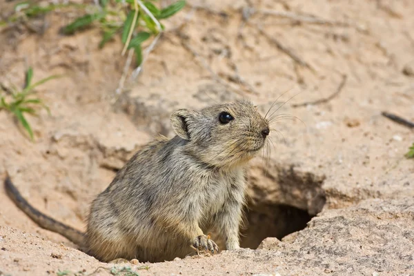 Pfeifende Ratte — Stockfoto