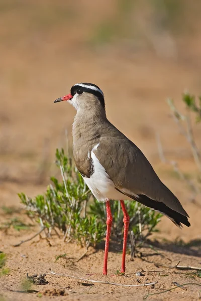 Crowned Lapwing plover — Stock Photo, Image