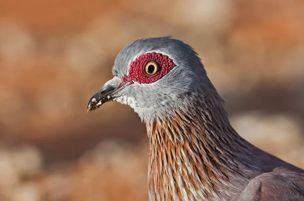 Rock Pigeon — Zdjęcie stockowe