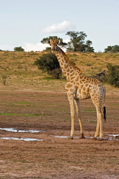 Giraffe — стокове фото