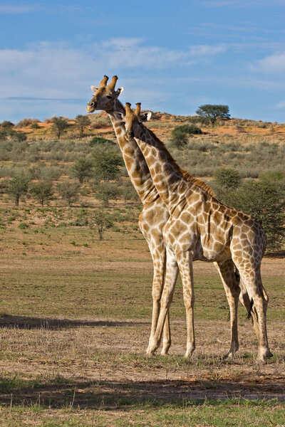 Two Giraffes standing in dry riverbed; Giraffa Camelopardis; Kgalagadi desert; South Africa