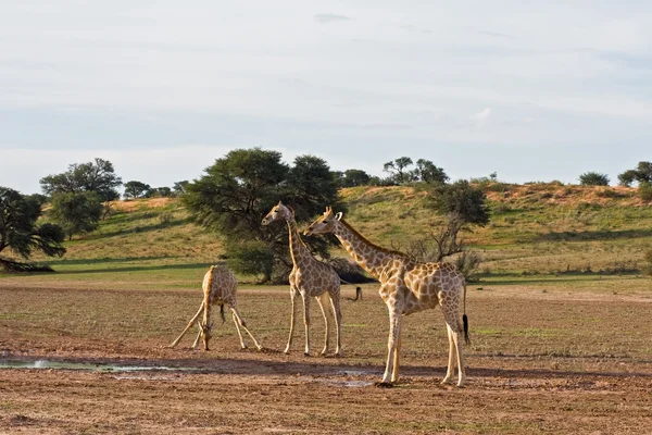 Giraffen — Stockfoto