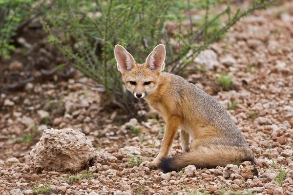 Kap-Fuchs — Stockfoto