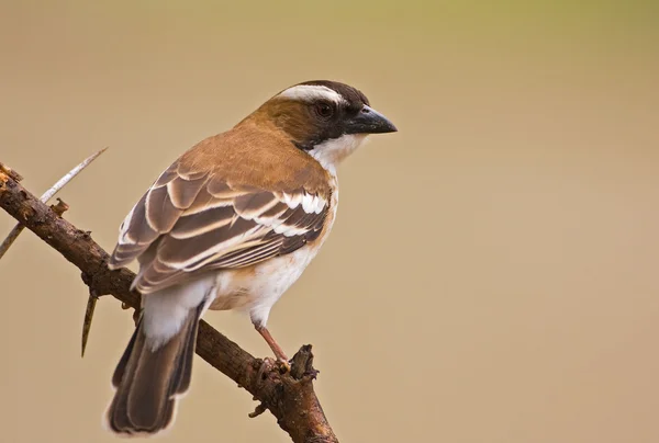 Sparrow-weaver — Stock Photo, Image