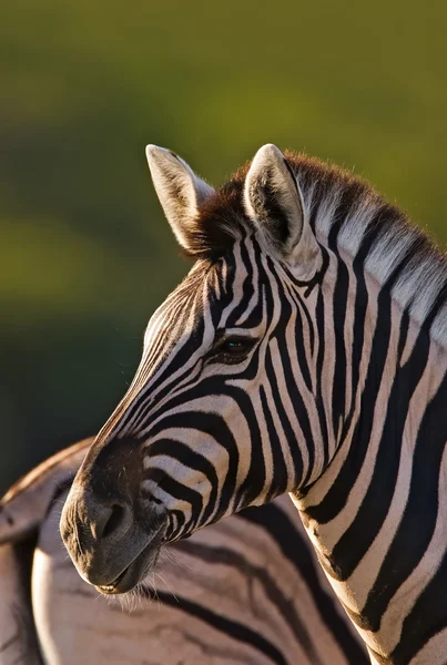 Burchells zebra porträtt — Stockfoto