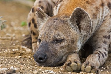 Hyaena