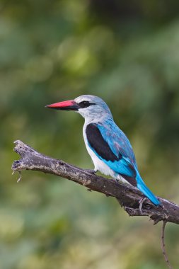 ormanlık kingfisher