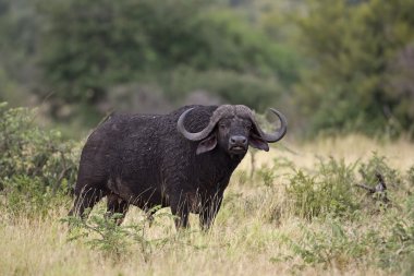 Buffalo Bull