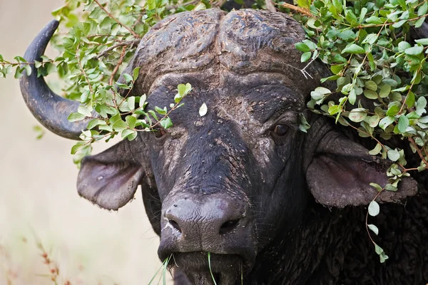 Buffallo — Stok fotoğraf
