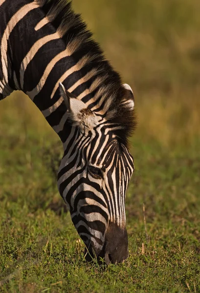 Burchell-Zebra — Stockfoto