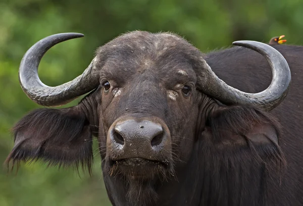Buffallo — Stock fotografie