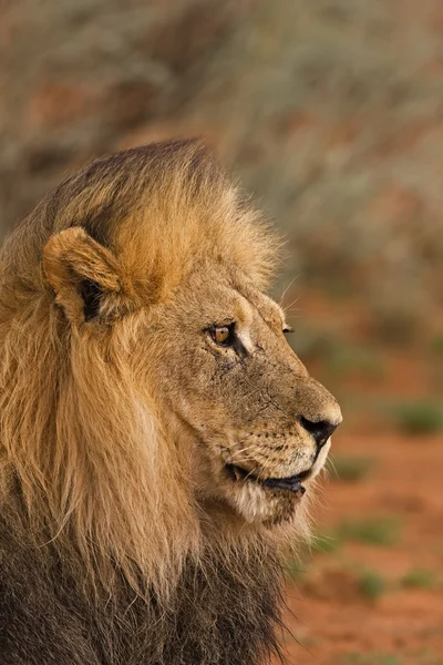 Ritratto di leone maschio — Foto Stock