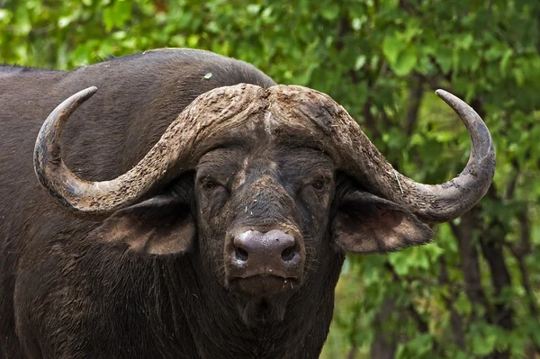 Buffallo — Stock Photo, Image
