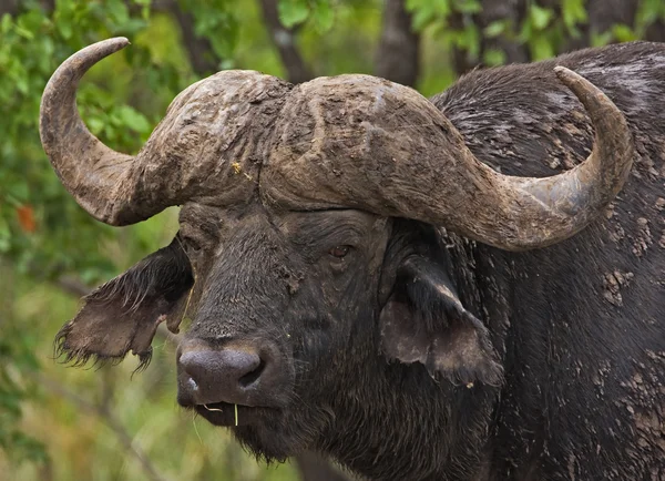 Buffallo. — Fotografia de Stock